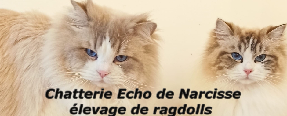 (c) Chatterie-echo-de-narcisse.fr
